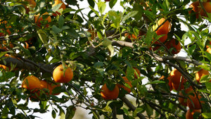 Oranges in the grounds