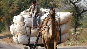 A loaded camel cart 