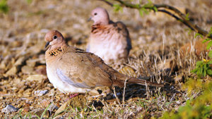 Laughing Doves
