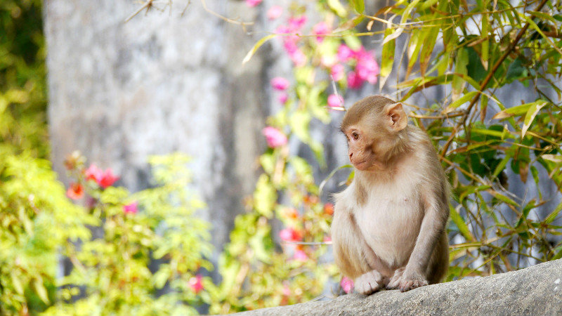 Rhesus Macaque (Juvenile)