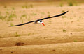 Indian Skimmer in flight
