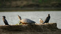 Turtle and Cormorants