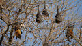 Fruit Bats at Chambal Safari Lodge
