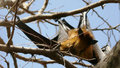 Fruit Bat at Chambal Safari Lodge