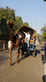 A camel bus!