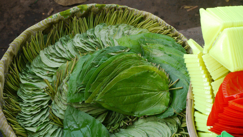 Betel leaves for paan