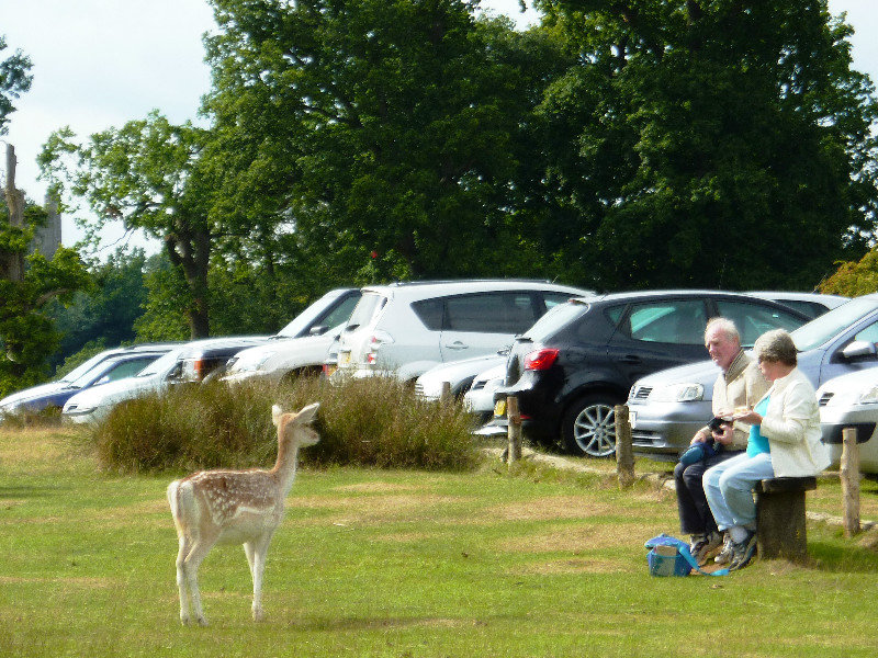 Knole - just one of the deer