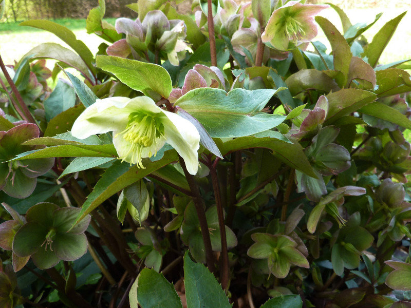 A Hellebore in the Wood of Goodwill