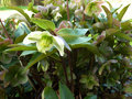 A Hellebore in the Wood of Goodwill