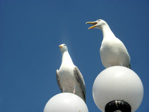 As one gull said to the other...
