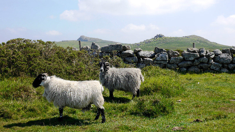Sheep on ther moor