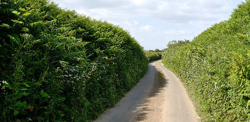 A typical Devon lane