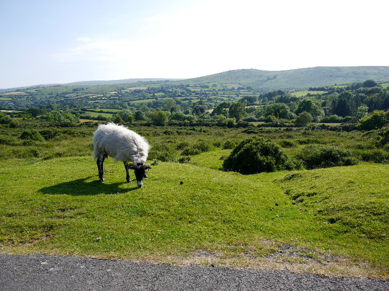 A sheep on the moor