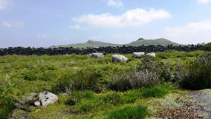 Sheep grazing on Dartmoor