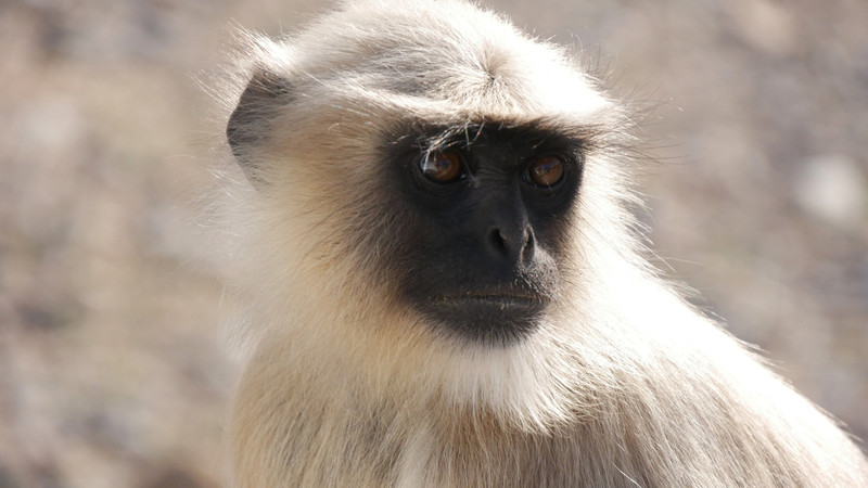 A Langur monkey at Jawai Dam
