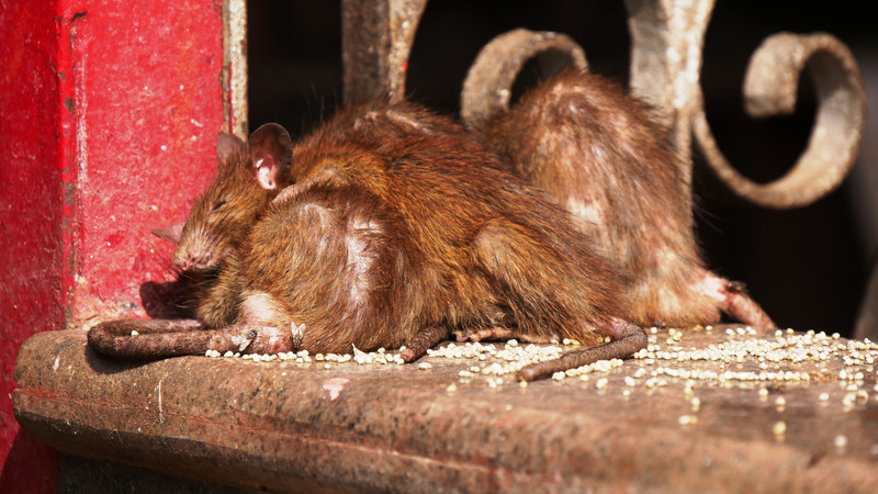 Rats in Karni Mata Temple