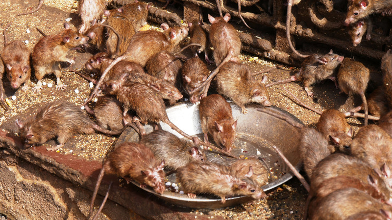 More rats in Karni Mata Temple