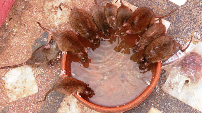 Rats quenching their thirst in Karni Mata Temple