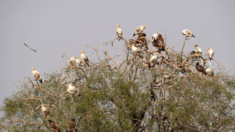 Egyptian Vultures await the feast at Jorbeer