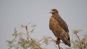 A Steppe Eagle at Jorbeer
