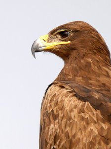Portrait of a Steppe Eagle at Jorbeer