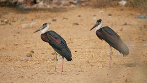 Woolly-necked Storks at Jorbeer