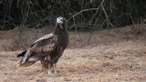 Immature Egyptian Vulture at Jorbeer