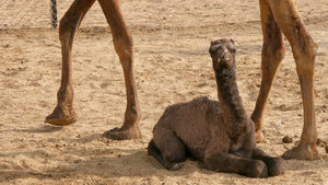 A two-day-old camel at the Research Centre