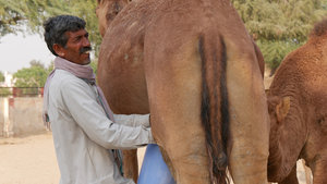 Milking a camel at the Research Centre