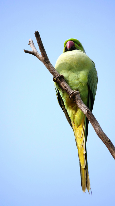 Rose-ringed Parakeet (male), Gajner