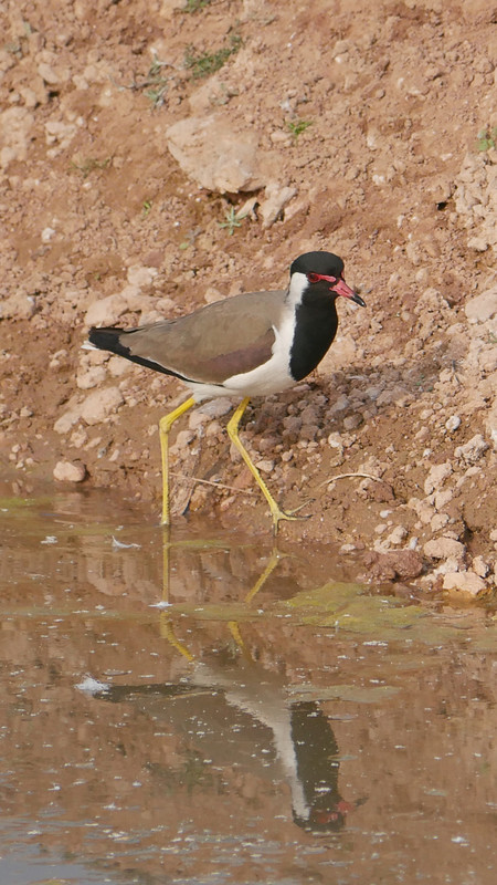 A lonely Red-wattled Lapwing