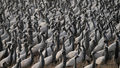 Demoiselle Cranes on the march