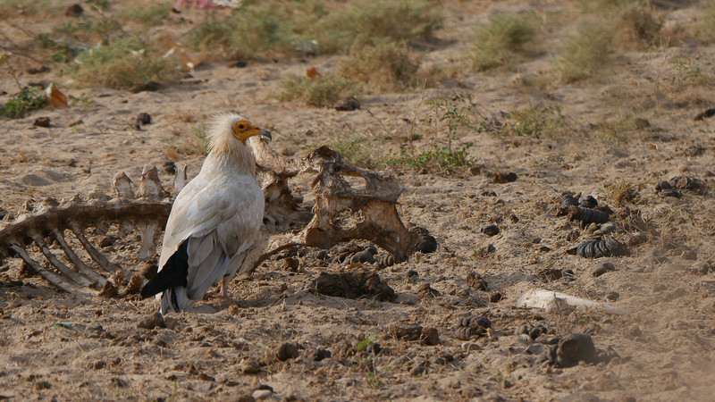 An Egyptian vulture in the Desert National Park