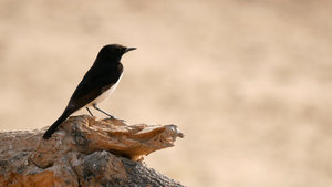 A male Variable Wheatear in the Desert National Park