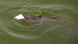 Catfish at Gadisar Lake