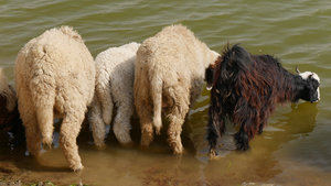 Sheep and goats heading for the water at the oasis