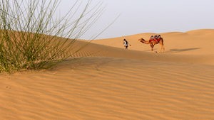 The camel and its handler leave for home