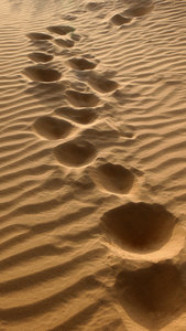 Camel tracks in the Thar