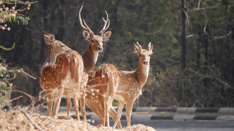 Chital in the OASES complex