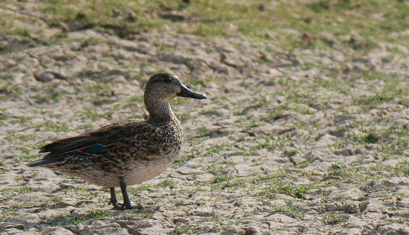 Common Teal (female)