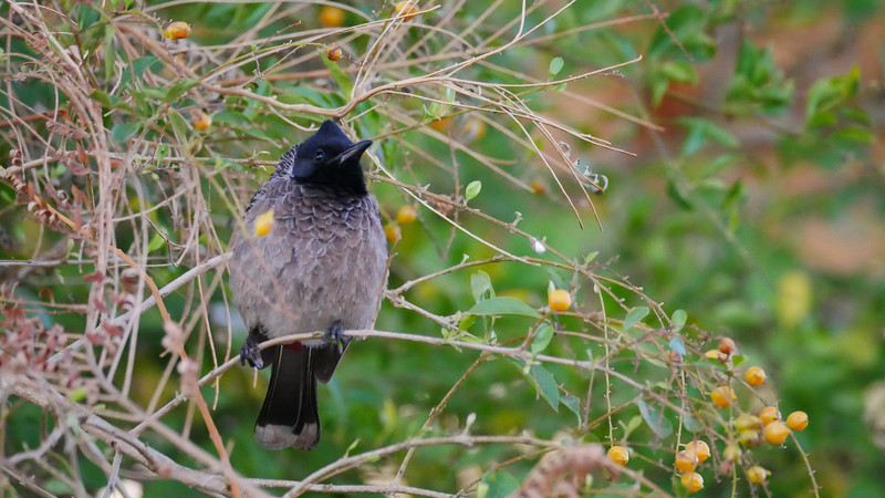 A Red-vented Bulbul