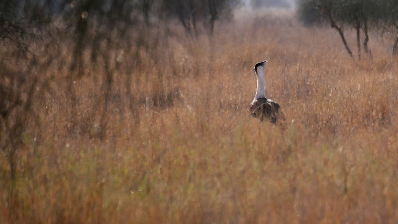 My first glimpse of a Great Indian Bustard