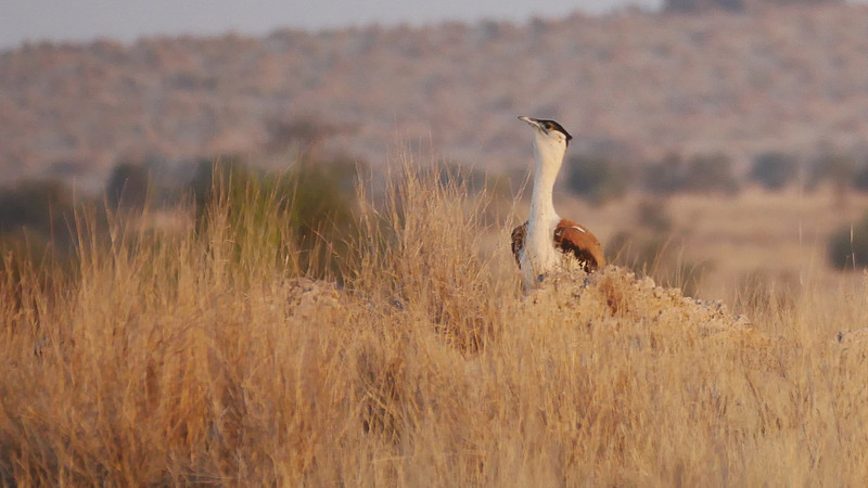 My best sighting of a Great Indian Bustard