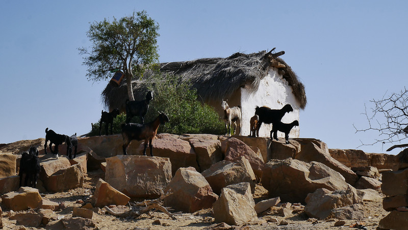 A desert home with goats