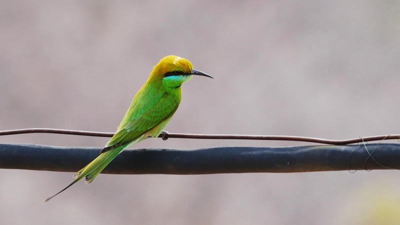 Green Bee-eater at Garh Ganesh
