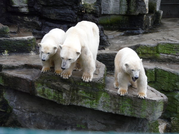 Polar bear trio