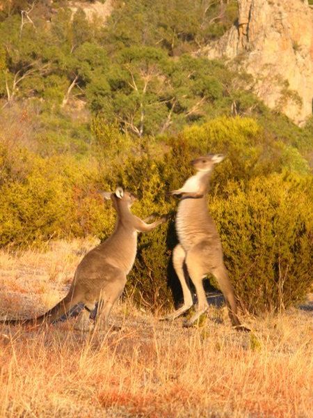 Battle of the kangoos