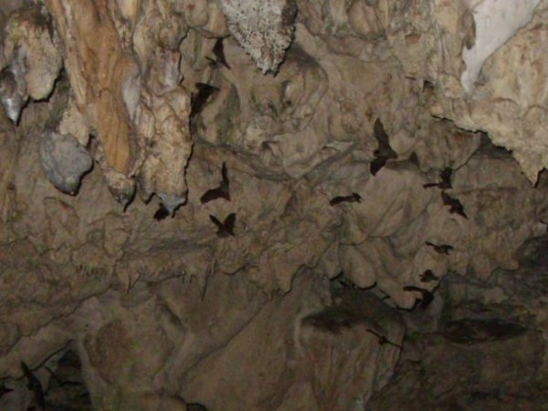 The Bat Cave!