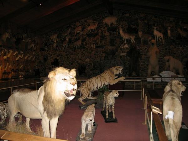 International Wildlife Museum 2