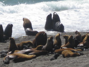 Sealions